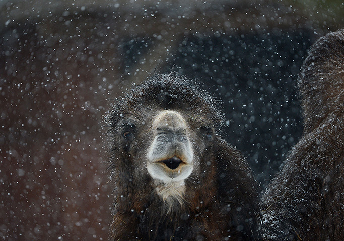 Week in wildlife: A camel stands in the snow at the zoo in Frankfurt am Main, Germany