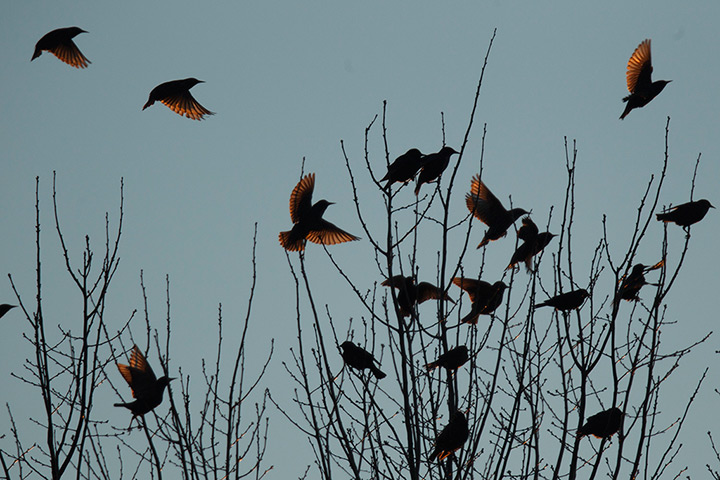 Week in wildlife: A flock of blackbirds perch in trees in the town on Hopkinsville