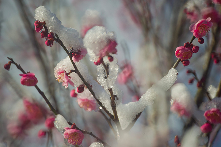 Week in wildlife: Japanese plum blossoms in bloom after a snow fall in Misaki city, Japan
