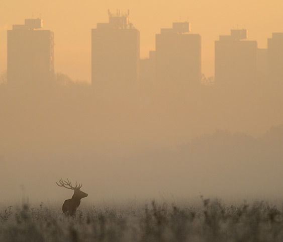 Week in wildlife: Becky Cartwright's Roe deer at Dawn