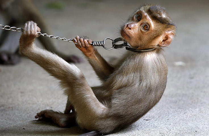 20 Photos: Monkeys in the coconut industry