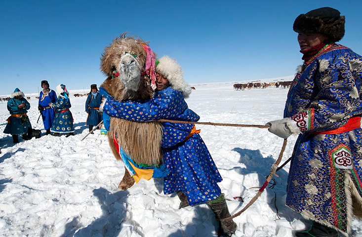 24 hours in pictures: Herdsmen decorate a camel