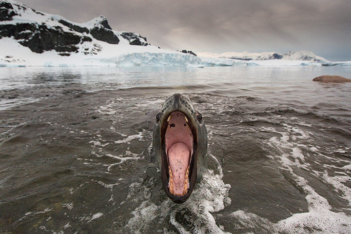 20 Photos: Hunting With A Leopard Seal