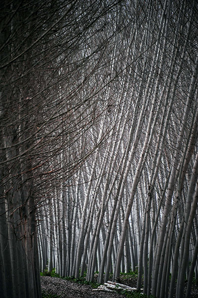 20 Photos: Black poplars are pictured at Fuente Vaqueros, near Granada