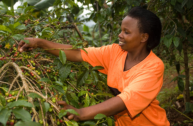 Fairtrade gallery: Fairtrade - 2 Oliva Kashero