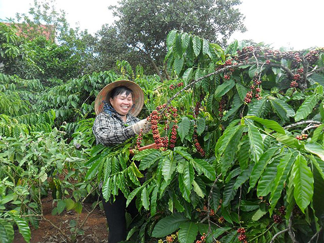 Fairtrade gallery: Fairtrade - Smiling woman picking coffee