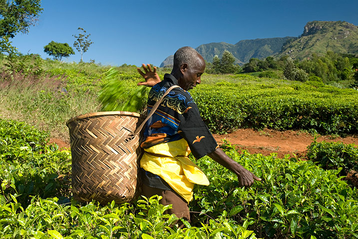 Fairtrade gallery: Fairtrade - Moses Renee, 34, banana farmer from Grace, St Lucia