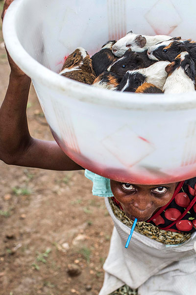 24 hours: A woman carries guinea pigs in a bucket