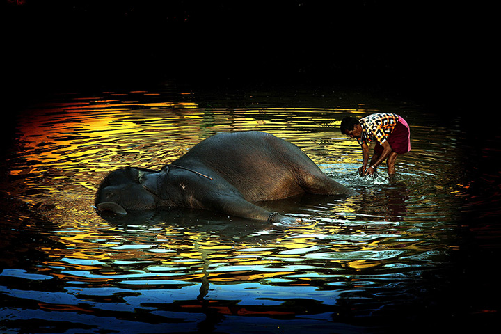 24 hours: Colombo, Sri Lanka: An early morning bath for baby elephant Ganga