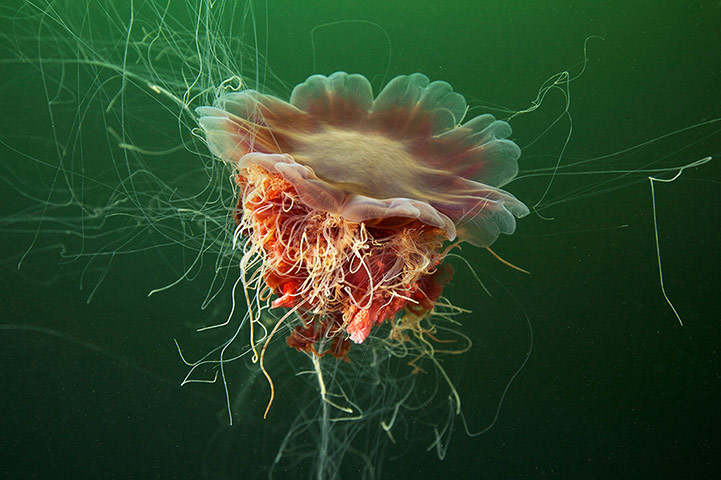Amazing Jellyfish: The Amazing Jellyfish Of The White Sea