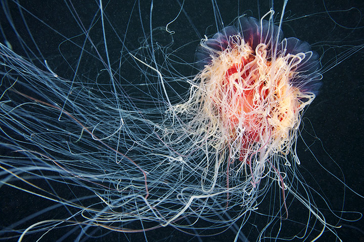 Amazing Jellyfish: The Amazing Jellyfish Of The White Sea
