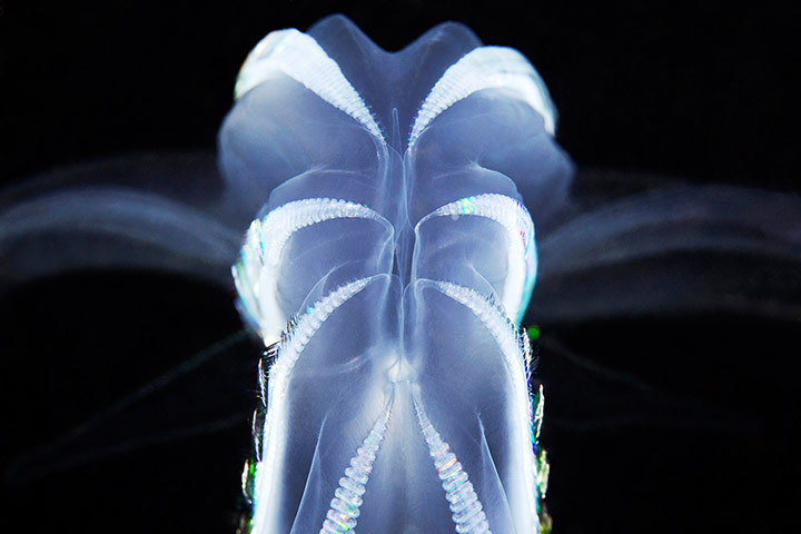 Amazing Jellyfish: The Amazing Jellyfish Of The White Sea