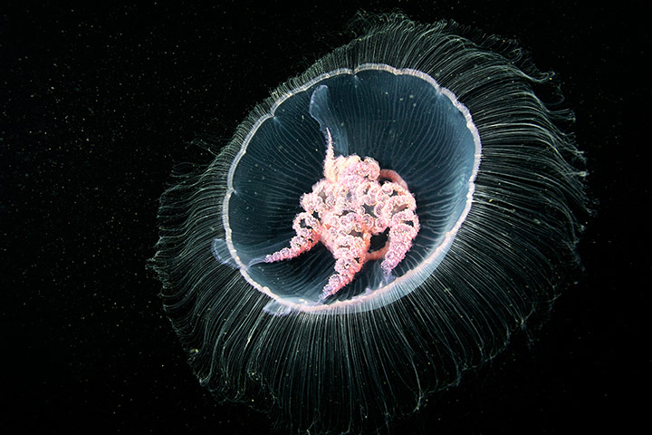 Amazing Jellyfish: The Amazing Jellyfish Of The White Sea