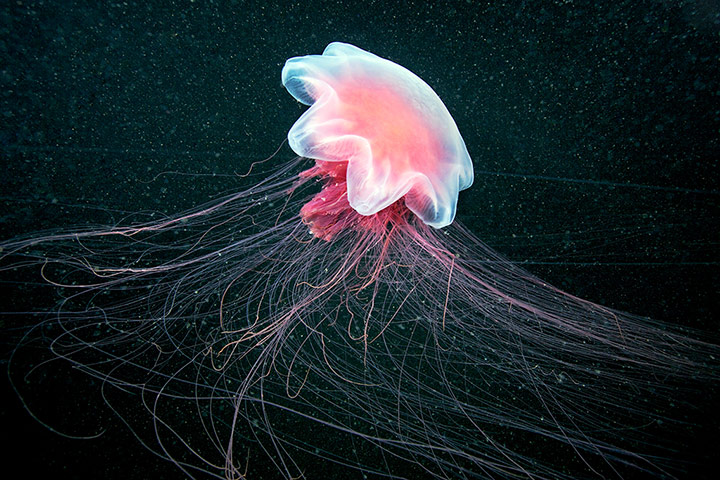 Amazing Jellyfish: The Amazing Jellyfish Of The White Sea