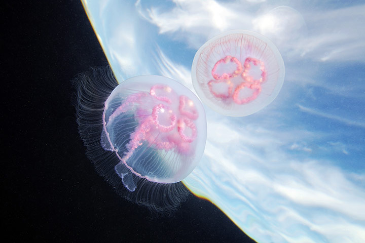 Amazing Jellyfish: The Amazing Jellyfish Of The White Sea
