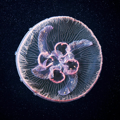 Amazing Jellyfish: The Amazing Jellyfish Of The White Sea