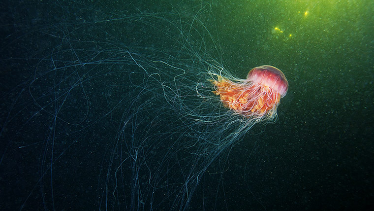 Amazing Jellyfish: The Amazing Jellyfish Of The White Sea