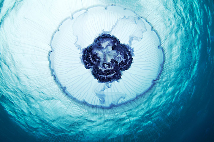 Amazing Jellyfish: The Amazing Jellyfish Of The White Sea