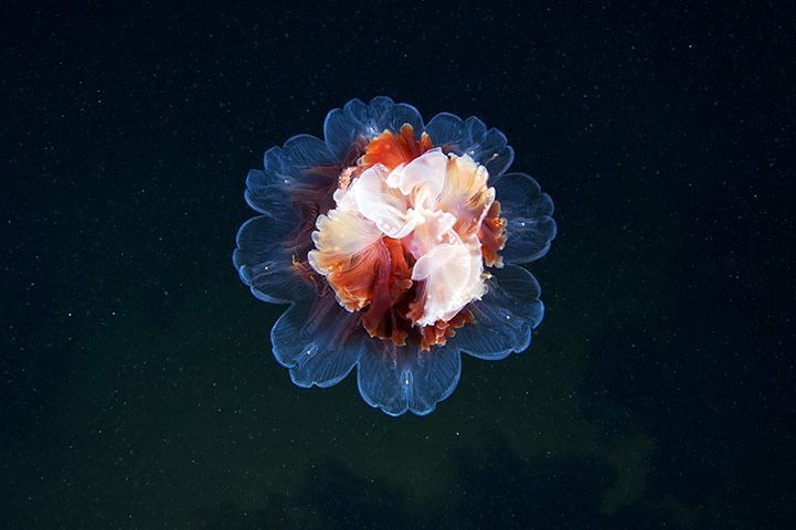 Amazing Jellyfish: The Amazing Jellyfish Of The White Sea