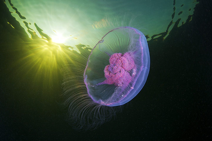 Amazing Jellyfish: The Amazing Jellyfish Of The White Sea
