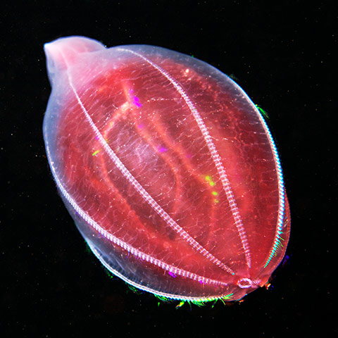 Amazing Jellyfish: The Amazing Jellyfish Of The White Sea