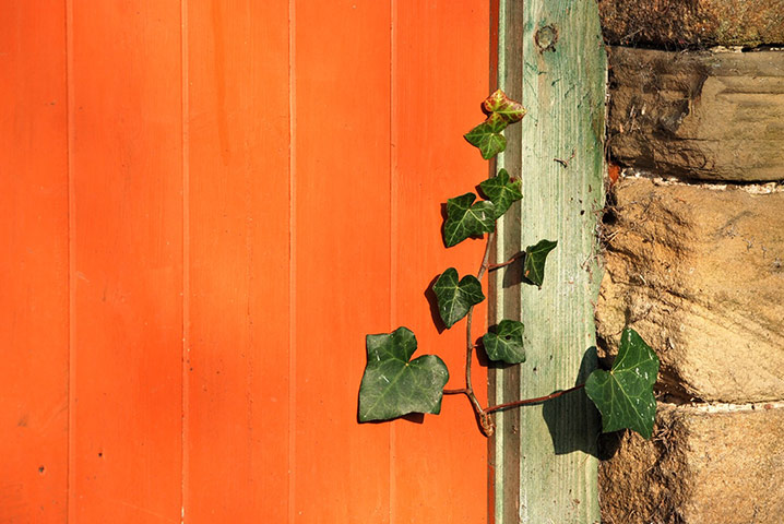 Your Pics - Squeeze: ivy plant against orange door