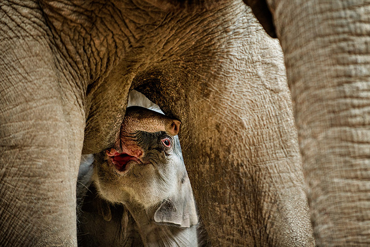 24hours in pictures: A newborn elephant calf stands under his mother