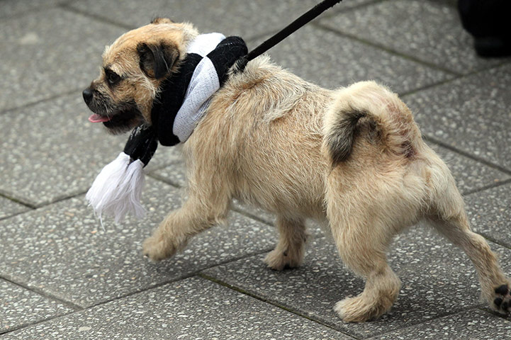 Swansea parade: Dog at Swansea City Bus Parade