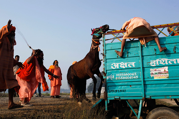 24 hours: Allahabad, India: Hindu holy men try to load their horse 