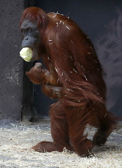 24 hours: Prague, Czech Republic: female orangutan Mawar holds her baby