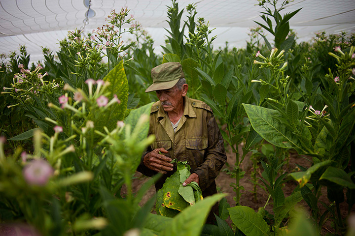24 hours: Pinar del Rio, Cuba: Farmer Jose Correa, 84, works in a tobacco field