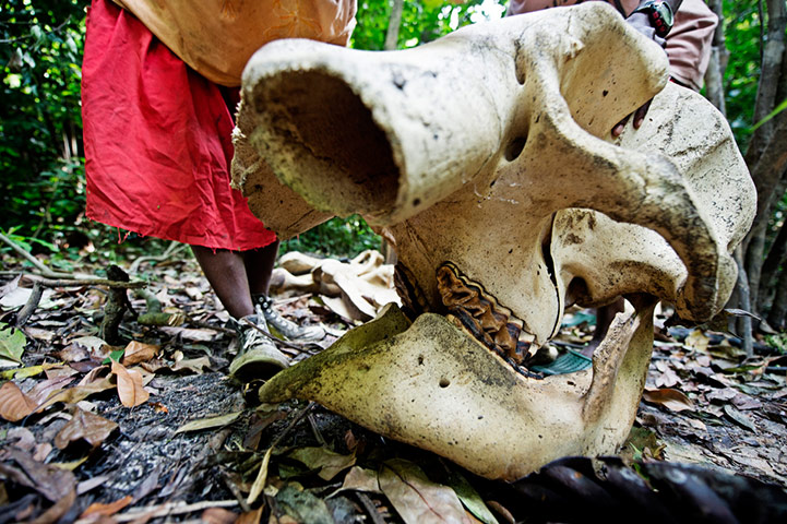 CITES : Elephant skull