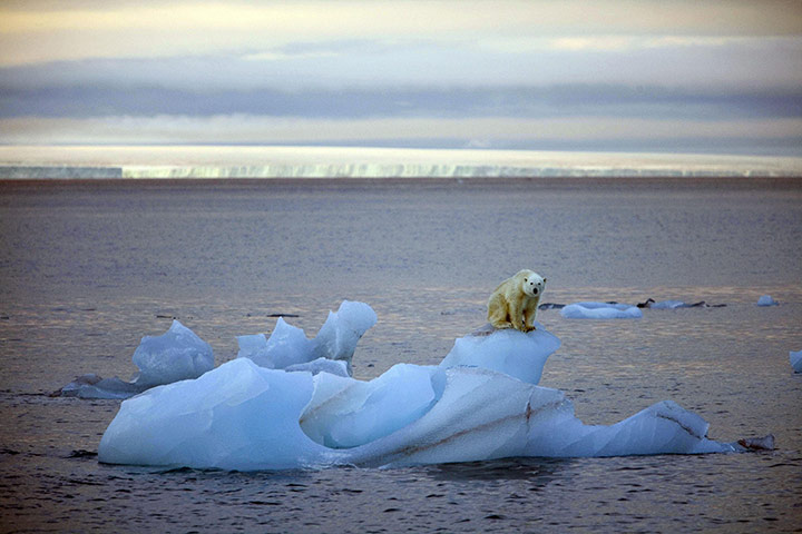 CITES : Polar Bears disappearing Arctic habitat