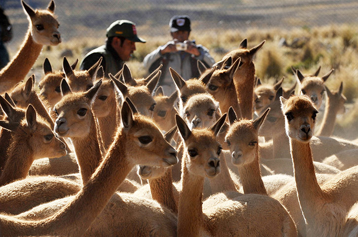 CITES : vicunas