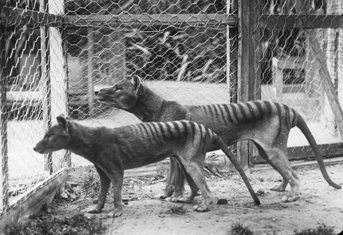 CITES : Tasmanian Tigers