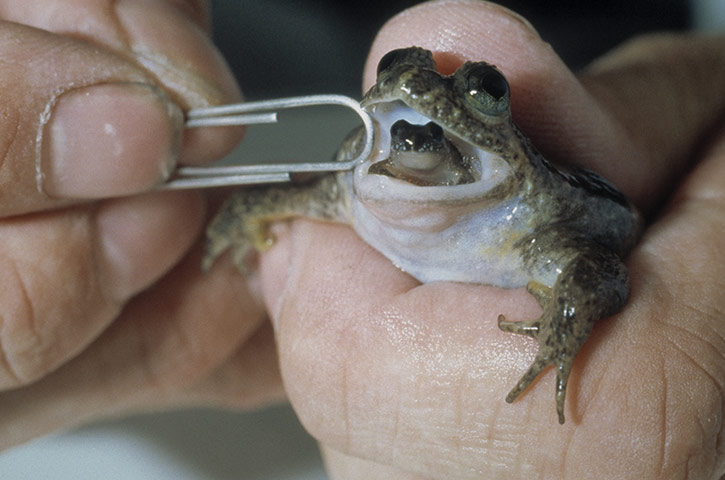 CITES : GASTRIC BROODING FROG