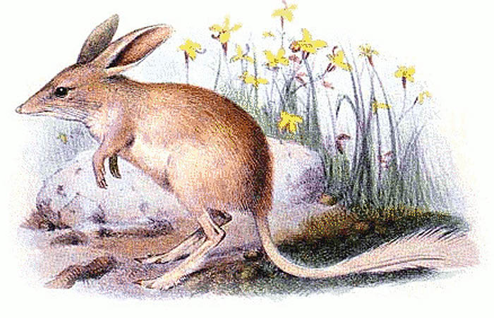 CITES : The lesser bilby 