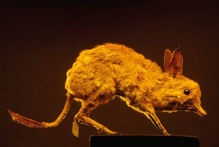 CITES : Extinct pig-footed bandicoot