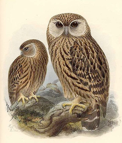 CITES : Laughing owl