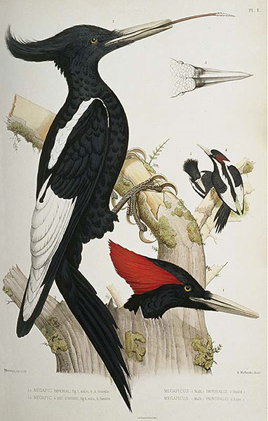 CITES : Imperial woodpecker