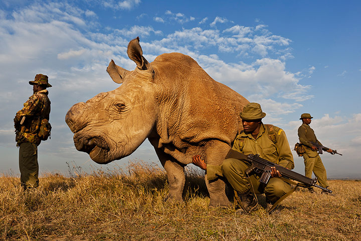 CITES : White Rhino