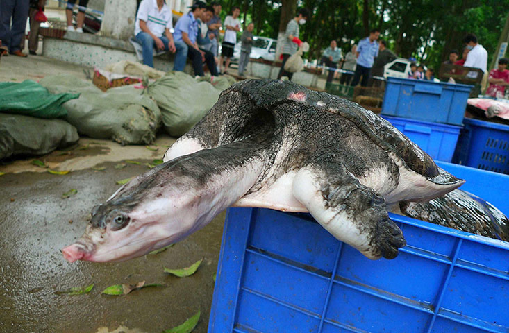 CITES : Giant soft shelled turtle