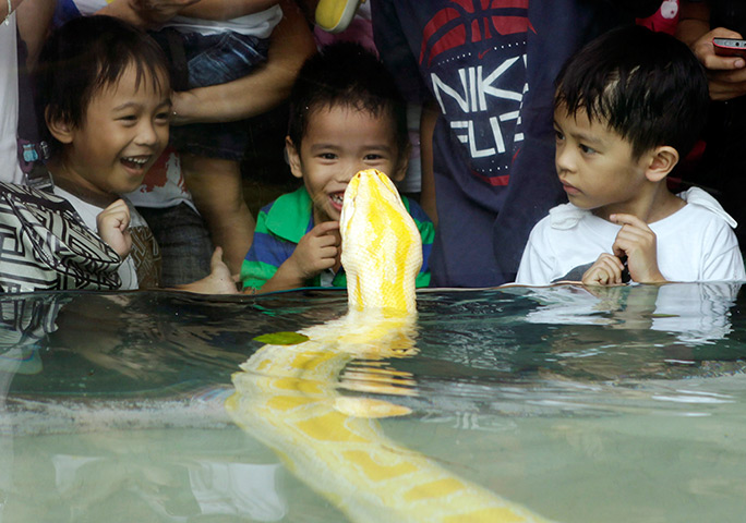 24 hours: Malabon, Philippines: Children look at an albino python