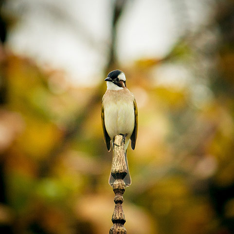 Guardian Camera Club: A review of Elaine Z's portfolio