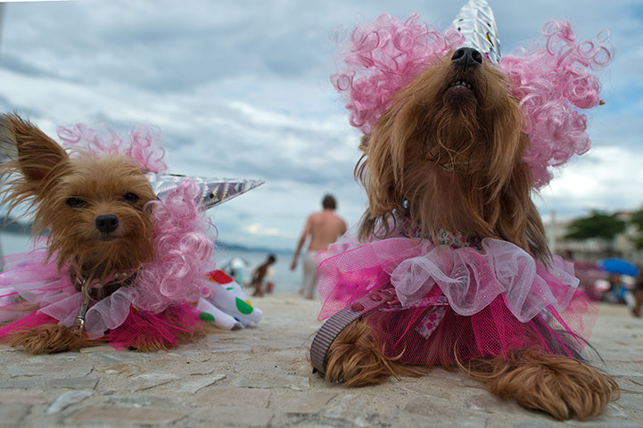 Animal carnival in Rio