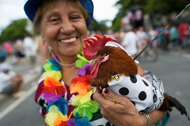 Animal carnival in Rio