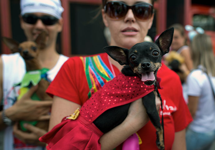 Animal carnival in Rio