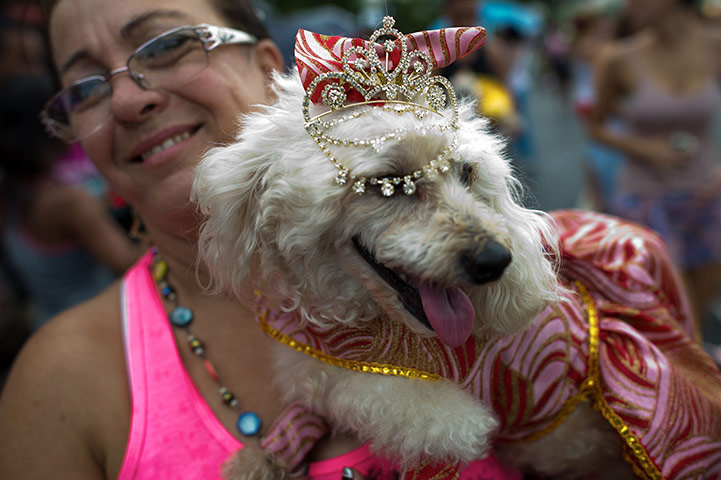 Animal carnival in Rio