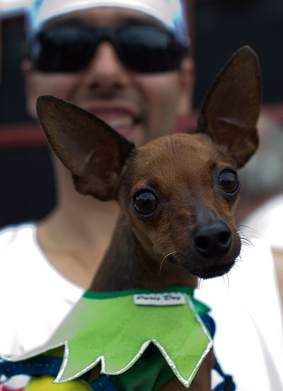 Animal carnival in Rio