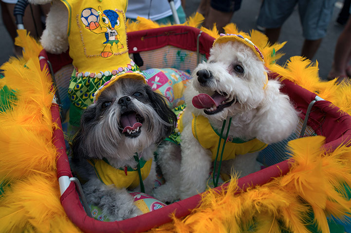 Animal's carnival in Rio: Animal's carnival in Rio